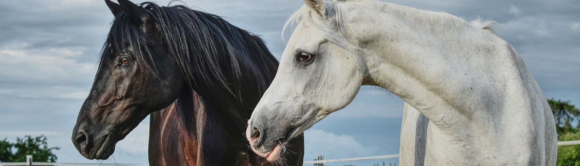 Zwei Pferde stehen nebeneinander auf der Koppel